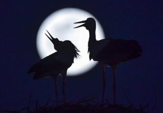 The pink supermoon rises behind the storks in their nest
