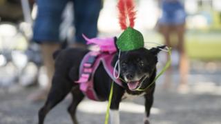 Dog at Brazil's 4-footed Carnival