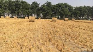 Stubble burning