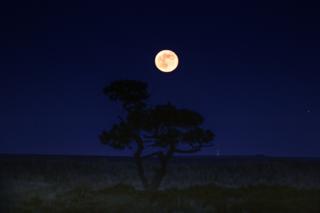 Took my dad out to watch April’s Pink Moon rising. Littleferry in the foreground and Tarbat Ness beyond.