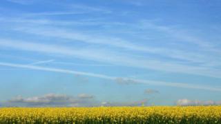 Oilseed field