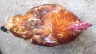కోడిపుంజు