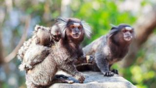 Marmoset