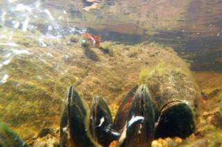 Adult pearl mussels releasing their young