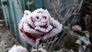 Frozen rose