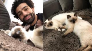 Mo Salah selfie with her cats