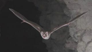Murciélago vampiro en vuelo
