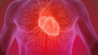 Corazón humano.