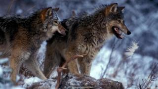 Jeff Vanuga/naturepl.com