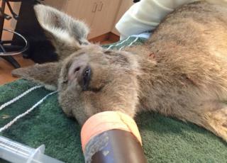Kangaroo at Australia Zoo Wildlife Hospital