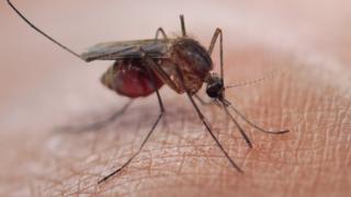 Resistant malaria spreading in South-East Asia