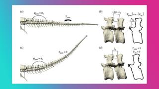 diagram-of-t-rex-skeleton