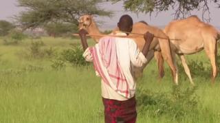 camel