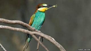 Bee-eater (c) Harvey van Diek