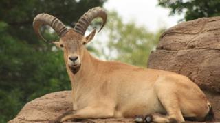 Западнокавказский тур козел-антилопа