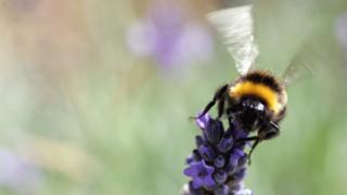 Bumblebee