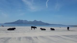 Cows on the beach