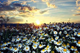 Daisy flowers in a field at sunset