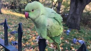 Parakeet in a park