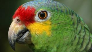 Brazil police arrest parrot wey give drug dealers signal.
