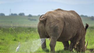 A rhino sprays on a bird