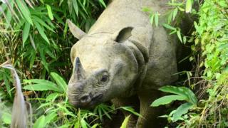 Javan Rhino