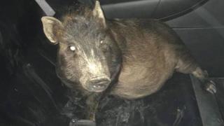 A man in the Ohio town of Elyria was not too keen on bringing home the bacon