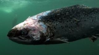 Is there a problem with salmon farming? - BBC News