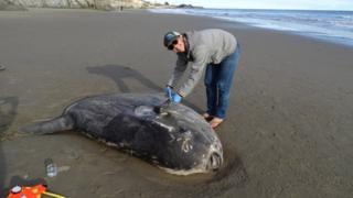 A hoodwinker sunfish washed up in California