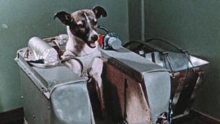 Entrenamiento de Laika.