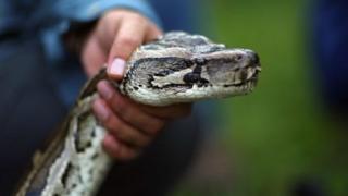 L'homme est monté sur un banc de passager pour atteindre le porte-bagages, attraper le serpent par la queue et le frapper violemment au sol.
