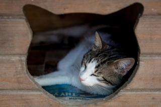 Kucing tidur