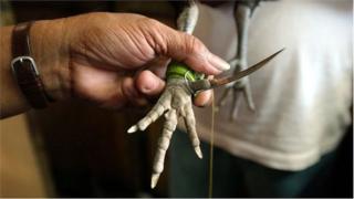 కోడి కాలికి కట్టిన కత్తి