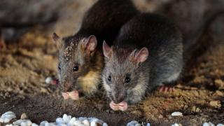 tikus