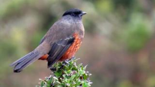 Doliornis remseni