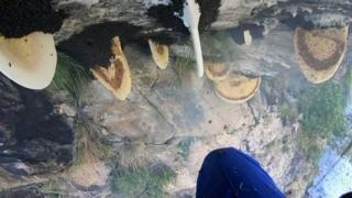 తేనె తుట్టె