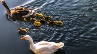 Ducks and ducklings