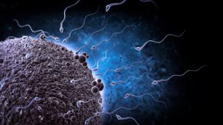 Sperm