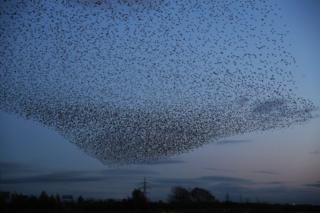 Starlings