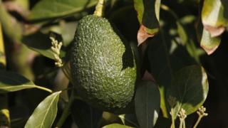Aguacate