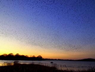 Silhouette of a starling murmuration
