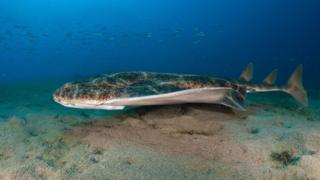 Shark