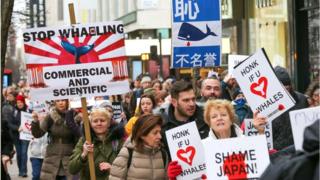 anti-whaling-protests