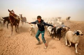 A displaced Iraqi boy leads his animals to safety after escaping from Islamic State controlled village of Abu Jarboa during clashes with IS militants near Mosul, Iraq
