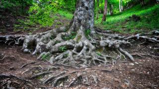 Tree roots in spring