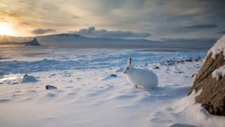 Arctic Hare by Clare Kines