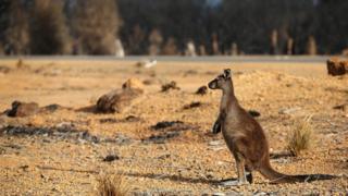 A kangaroo on the edge of a bushfire-damaged national park on the island