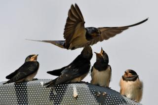 swallows