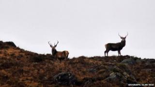 Fèidh