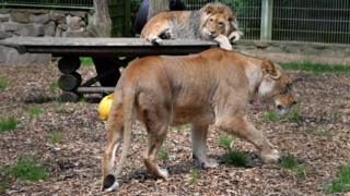 zoo